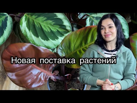 Видео: Новые растения 🌱Постака из Голландии
