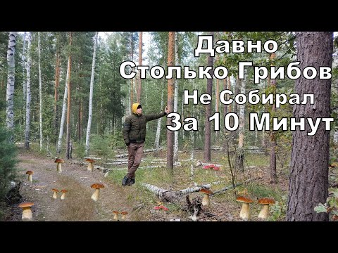 Видео: Безумная Грибная Роща. БЕЛЫЕ ГРИБЫ за10 Минут Полный Пакет. Сбор Грибов