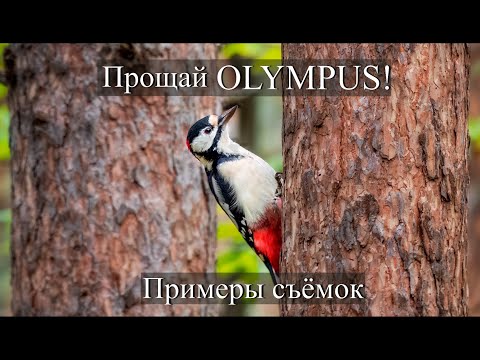 Видео: Olympus OM-D E-M10 Mark II - стоит ли продавать?