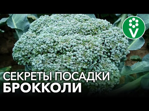 Видео: БРОККОЛИ ВСЕМ НА ЗАВИСТЬ! Главные правила посадки и подкормки брокколи для крупных головок