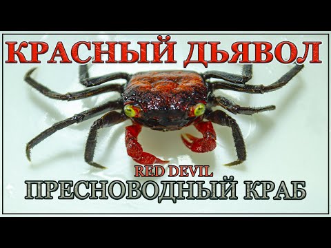 Видео: Красный Дьявол - пресноводный краб ! Содержание , уход в общем аквариуме.