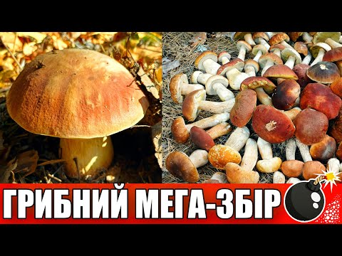 Видео: Як я збираю найкращі лісові осінні білі гриби і боровики!