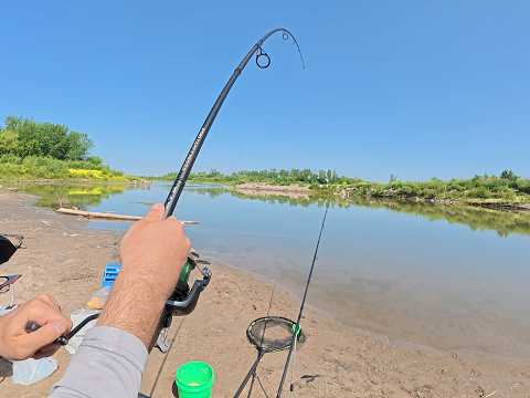 Видео: 🎣 Охота на карпа в дикой реке Миссури!