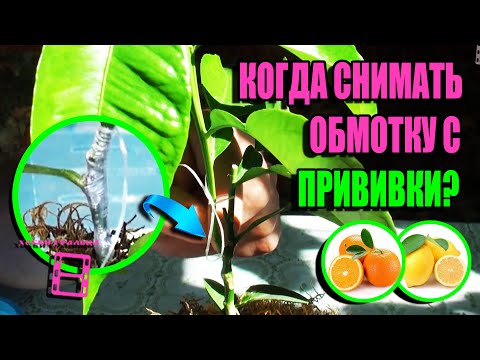 Видео: СНИМАЕМ ОБВЯЗКУ, ПРОБУЖДАЕМ ПОЧКУ ПОСЛЕ ОКУЛИРОВКИ (ПРИВИВКА ГЛАЗКОМ). ЭКЗОТИКА НА ПОДОКОННИКЕ 22-17