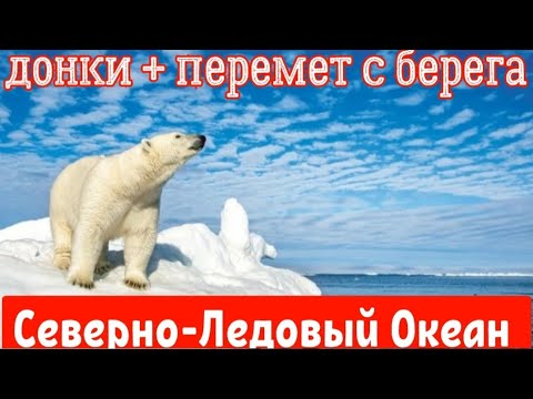 Видео: БАРЕНЦЕВО МОРЕ 🌊                   ПЕРЕМЕТ + ДОНКИ !