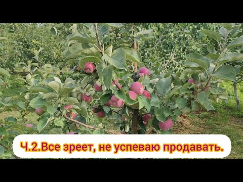 Видео: Ч.2. Все зреет, не успеваю продавать.