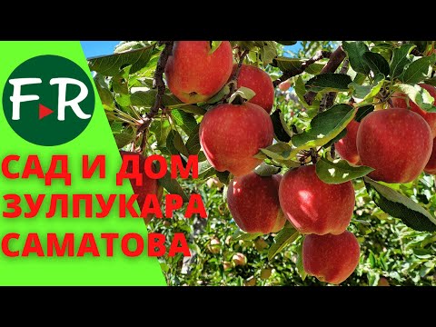 Видео: Яблоневый сад Зулпукара Саматова. Традиционный придомовой  участок. Кыргызский быт