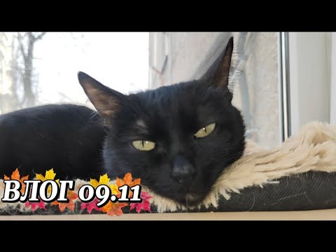 Видео: ВЛОГ 🥰ВЕЧЕР 🫶09.11😉