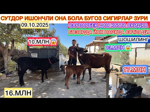 Видео: БОЗОРДА ЙУК НАРХДА СУТДОР ОНА БОЛА БУГОЗ СИГИРЛАР ЗУРИ САРВАРБЕК ЯНА КАТТА СКИДКА 9-октябрь