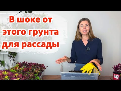 Видео: Нашла крутой грунт для рассады 🔥Результаты очередного эксперимента