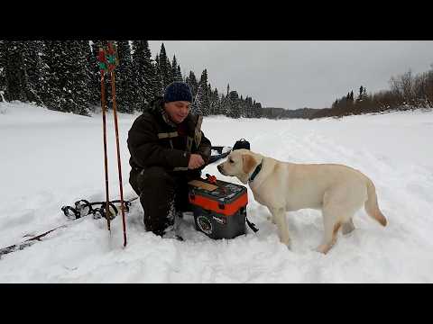 Видео: На таежные реки за хариусом / Зимняя рыбака на хариуса / Лабрадор помогает ловить рыбу