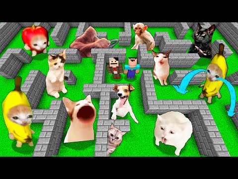 Видео: Выживание с забавными мемными животными в Майнкрафте! Кошки | Собаки | Обезьяна и другие питомцы ...