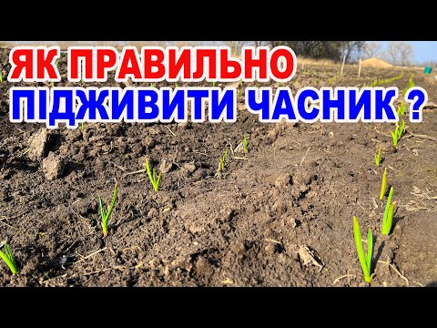 Видео: Чим підживити часник після зими ? Головні правила