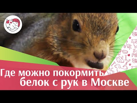 Видео: 4 парка Москвы, в которых можно покормить белок с рук на ilikepet