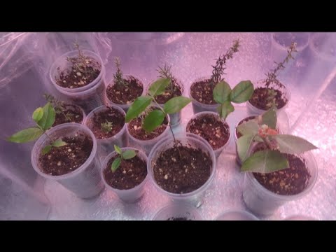 Видео: Будни цветовода. Малыши адаптируются. Кого пересадила зимой 🌱