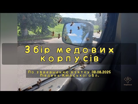 Видео: В гостях у бджіл. Збір медових корпусів.