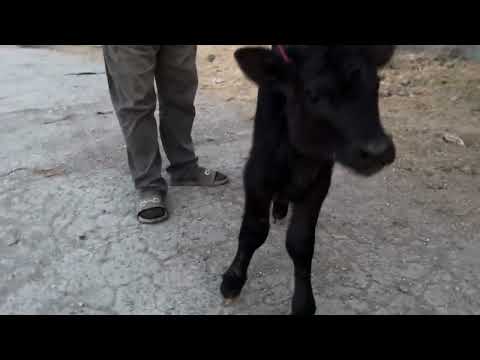 Видео: Ду сар молхои зоти шири аз Салим Бобо бо нархи арзон тл 927103996