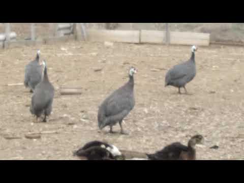 Видео: Цесарки кричать