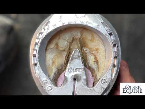 Видео: БОЛЬ В ПЯТКЕ! Терапевтическая ковка для лошадей с низкими показателями от CJF Farrier Lee Olsen