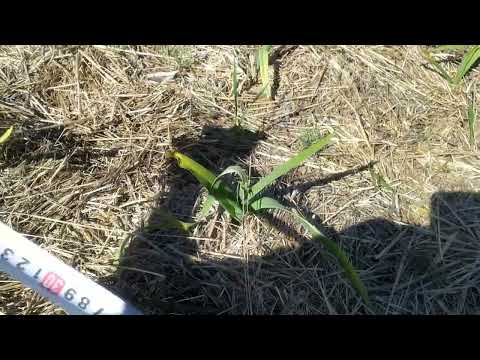 Видео: РОКАМБОЛЬ 3 МАЯ