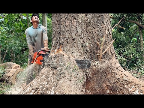 Видео: Вырубка деревьев Трембези наиболее опасна в начале года ‼️