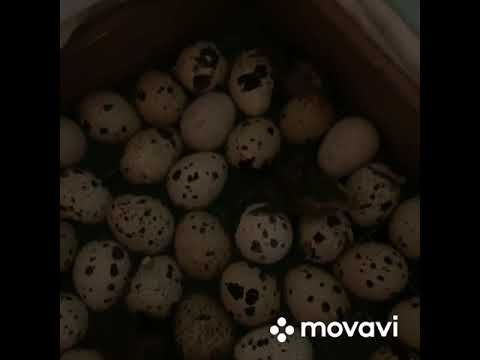 Видео: Подготовка брудера к выведению перепелов; вылупление перепелов; 1-2 день жизни перепелят