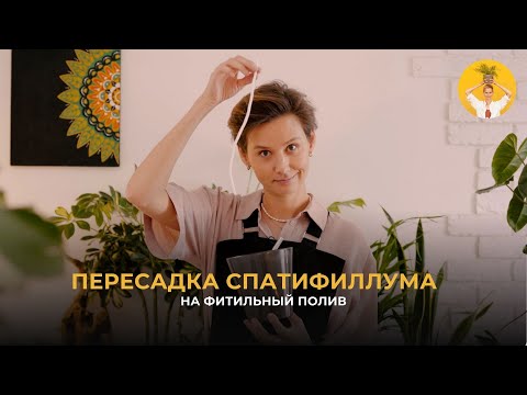 Видео: Как пересадить спатифиллум на фитиль?