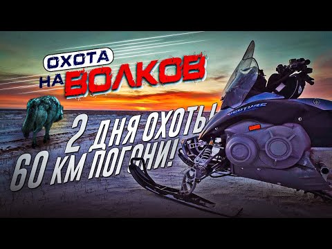 Видео: Охота на волков!60 км погони!