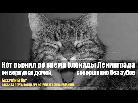 Видео: Кот выжил во время блокады Ленинграда. Он вернулся домой, но был совсем без зубов...