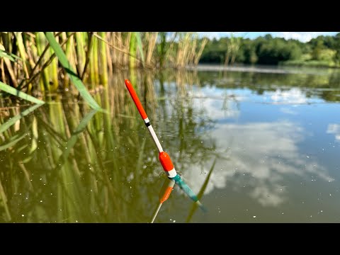 Видео: Карпы Вместо Карасей! Рыбалка На Маховые Удочку На Пруду Утром