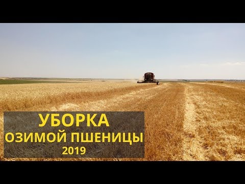 Видео: Уборка озимой пшеницы 2019. Сорт: Сталева