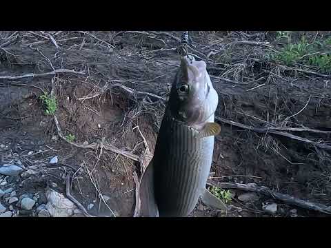 Видео: Ловим Хариуса на лесной речке. Медведь-домушник сломал избу.