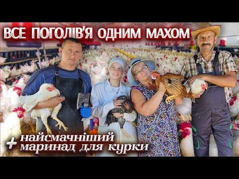 Видео: 🇺🇦Ліквідація ВСІХ курей за день! Рецепт соковитого маринаду для курочки від Людмили