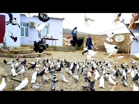 Видео: Mehemmedi Terlanin goyercinleri  #goyercinler2021 #голуби2021 #goyercinler#goyercin #mehemmediquslar