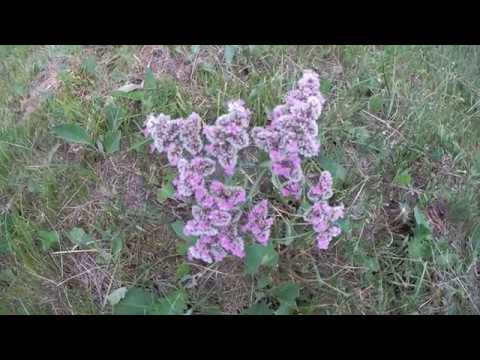 Видео: Хакасия.Чёрное озеро.Отдых. Июль 2018.