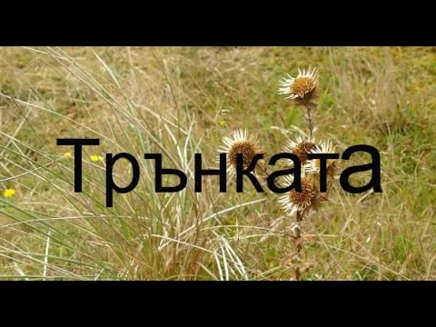 Видео: Трънката, Лесинг, Басня
