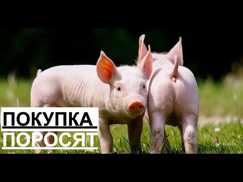 Видео: Покупка поросят.