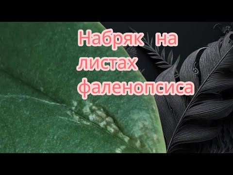 Видео: Набряк на листах фаленопсиса, причини та як зупинити