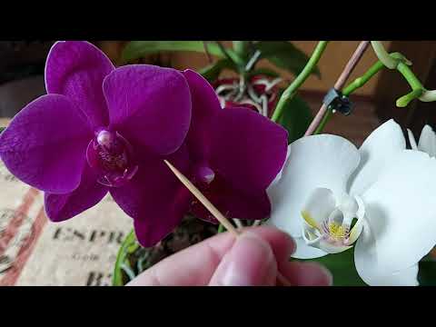 Видео: Опыление орхидеи Фаленопсис в домашних условиях