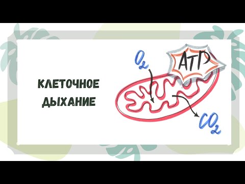 Видео: Клеточное дыхание. Синтез АТФ в митохондриях.