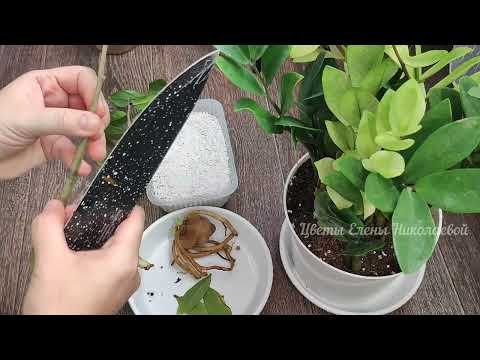 Видео: ВНЕСИ в ЗАМИОКУЛЬКАС, чтобы листья не желтели и даже чахлый цветок выдаст много новых листьев