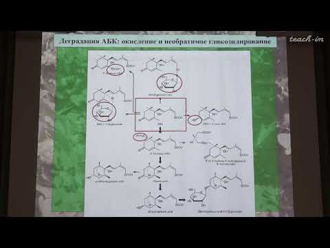 Видео: Константинова С.В. - Физиология и биохимия растений - 14. Недавно открытые фитогормоны