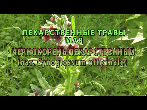 Видео: Лекарственные растения мая "Чернокорень лекарственный"