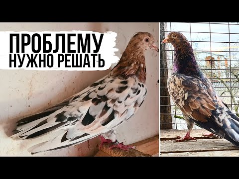 Видео: Бакинские мраморные голуби. Конец терпению! 😡 Николаевские в помощь!