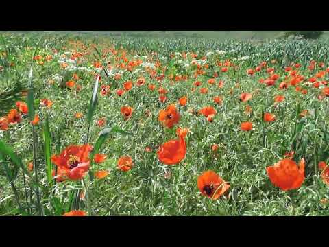 Видео: Красные маки Алатау.