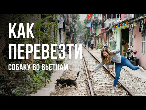 Видео: Перевозка собаки во Вьетнам: Легко и без стресса