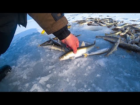 Видео: Зубарь клюёт, а навага как из бочки! Вот это рыбалка