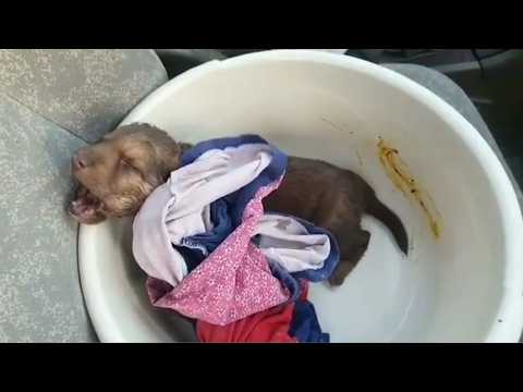 Видео: Слыша его непрекращающийся плач, я не могла успокоиться, постоянно молясь за эту маленькую собачку!