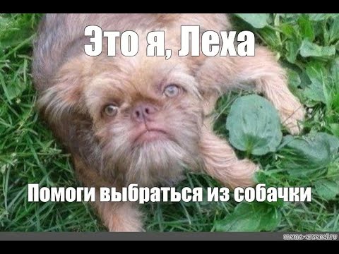 Видео: Будни моноколесника №7 Брачные танцы гиен Veteran Sherman-L @Monokalist_tales tg