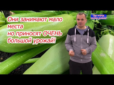 Видео: Три сорта кустовых кабачков с высоким урожаем и отличным вкусом!